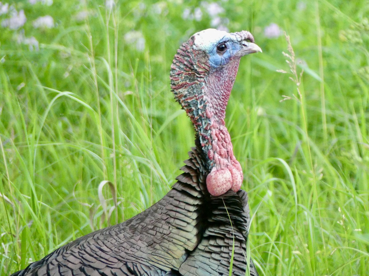 Wild Turkey - ML620364294