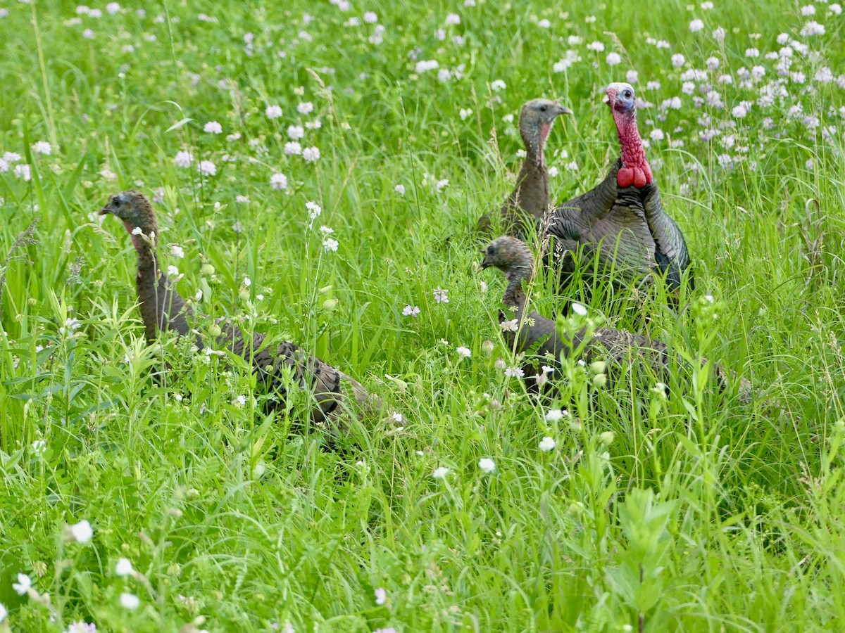 Guajolote Gallipavo - ML620364297