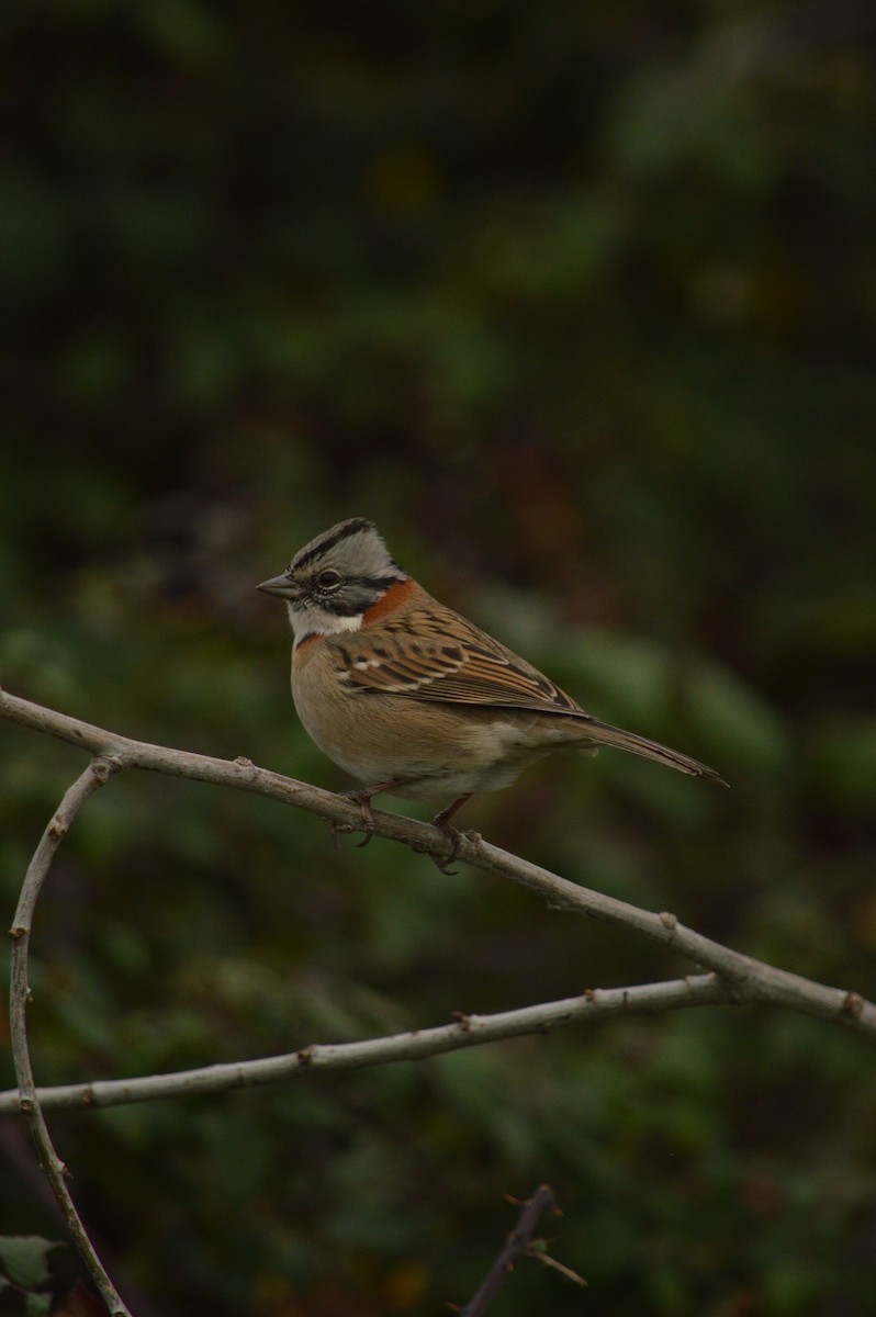 Rufous-collared Sparrow - ML620364308