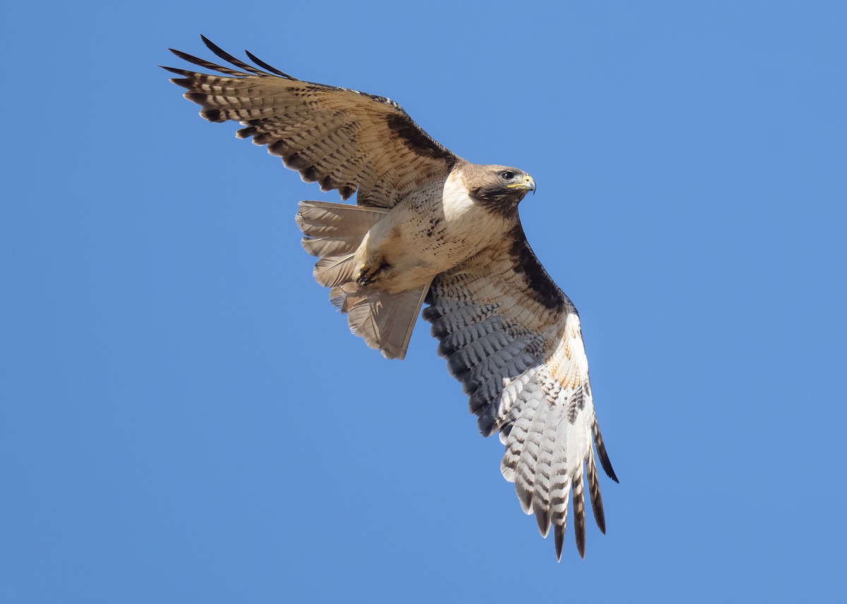 Red-tailed Hawk - ML620364309