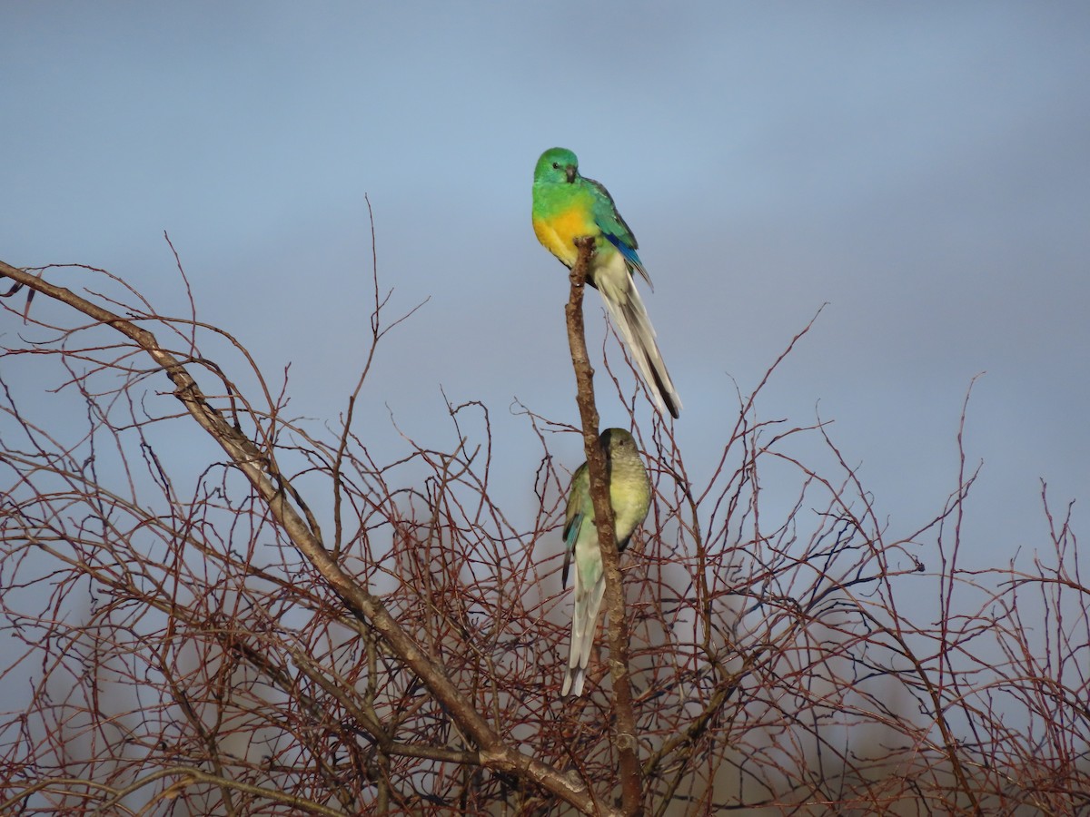 Red-rumped Parrot - ML620364312