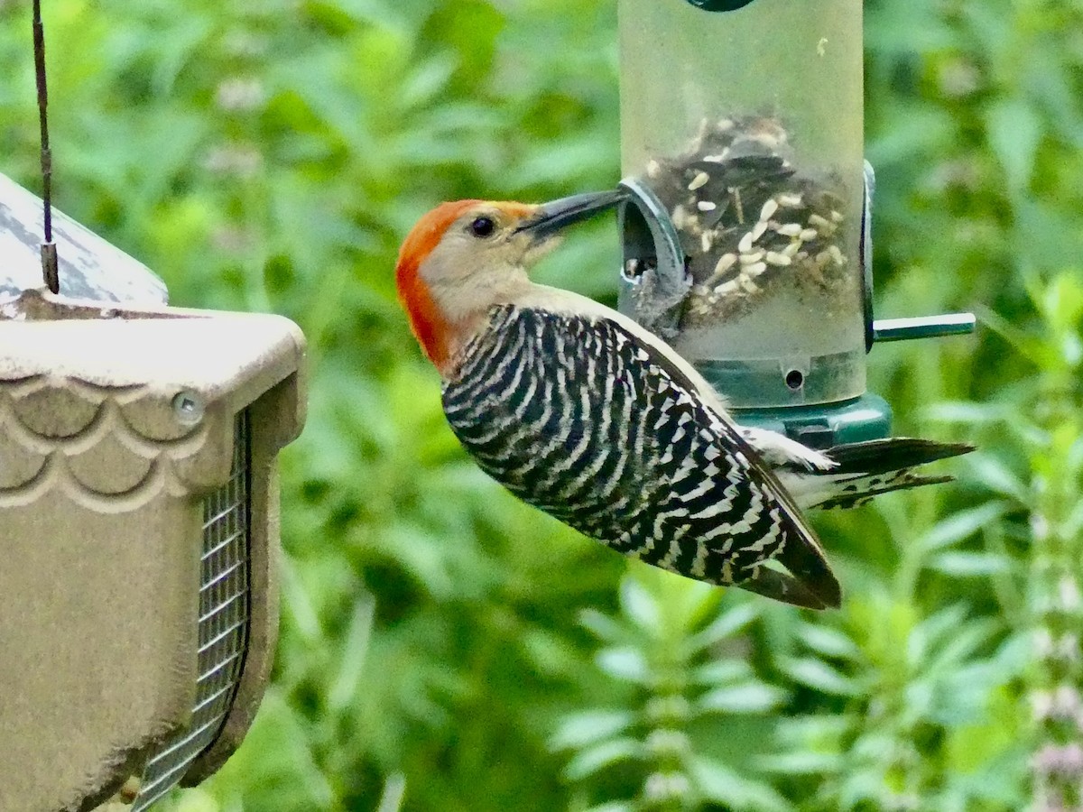 Red-bellied Woodpecker - ML620364316