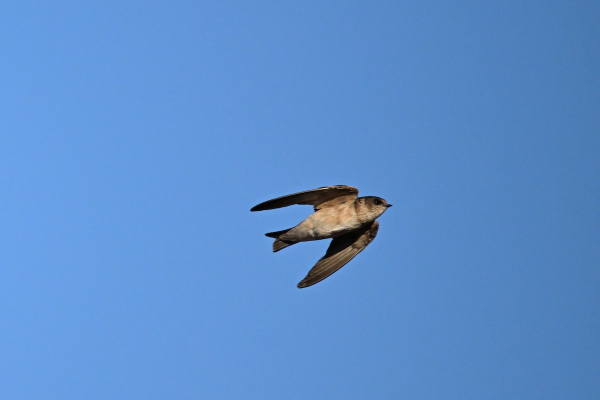 Golondrina Arborícola - ML620364321