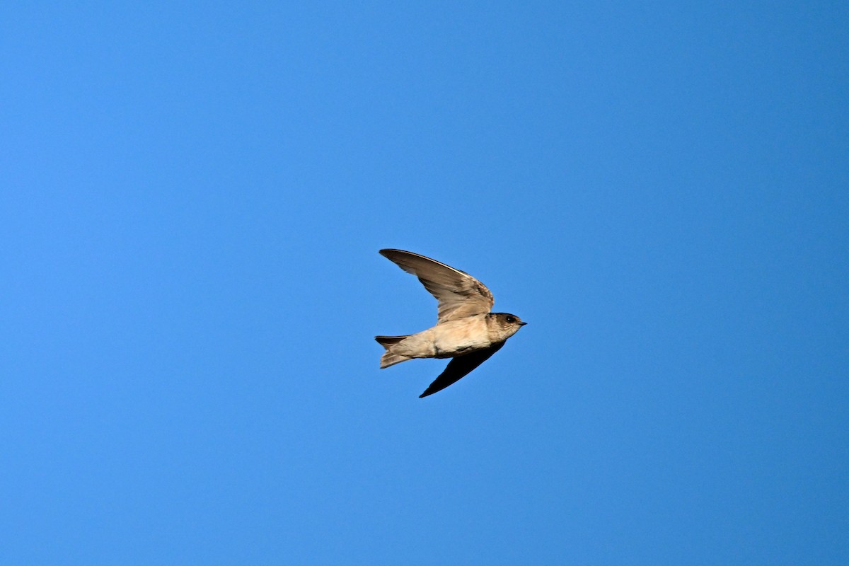 Golondrina Arborícola - ML620364323