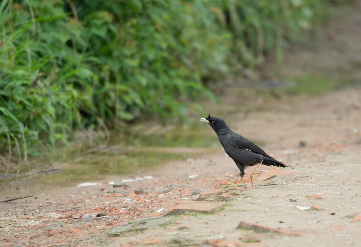 Crested Myna - ML620364326