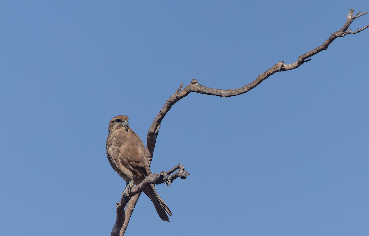 Brown Falcon - ML620364327