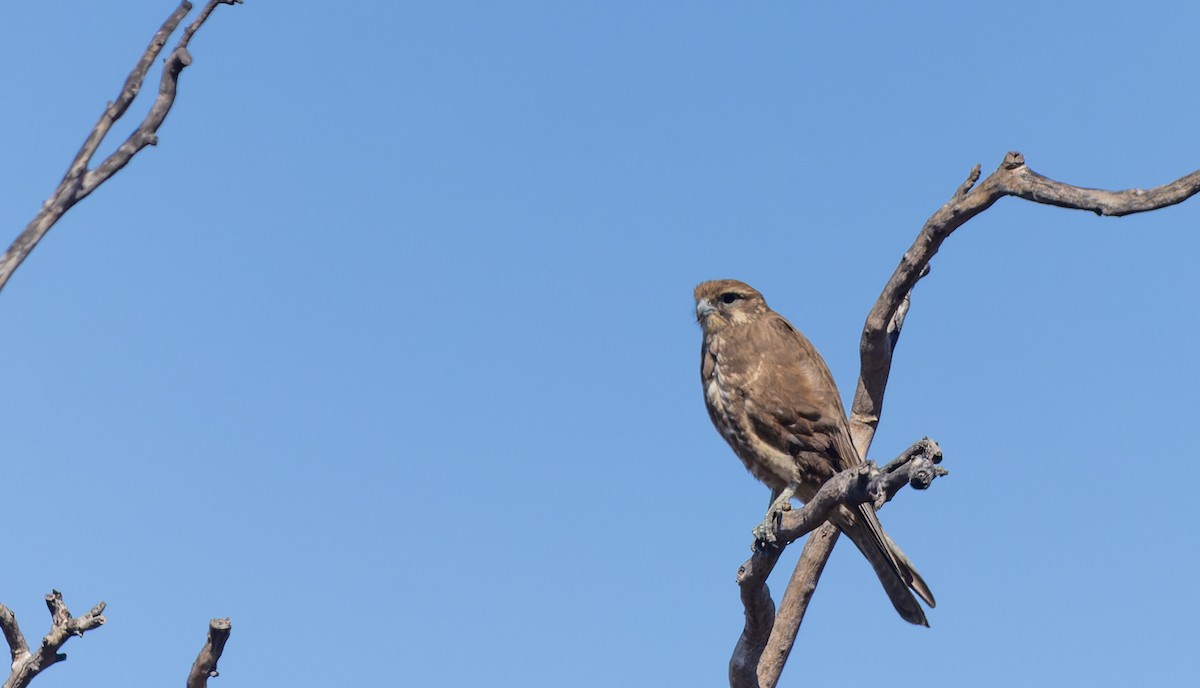 Brown Falcon - ML620364328