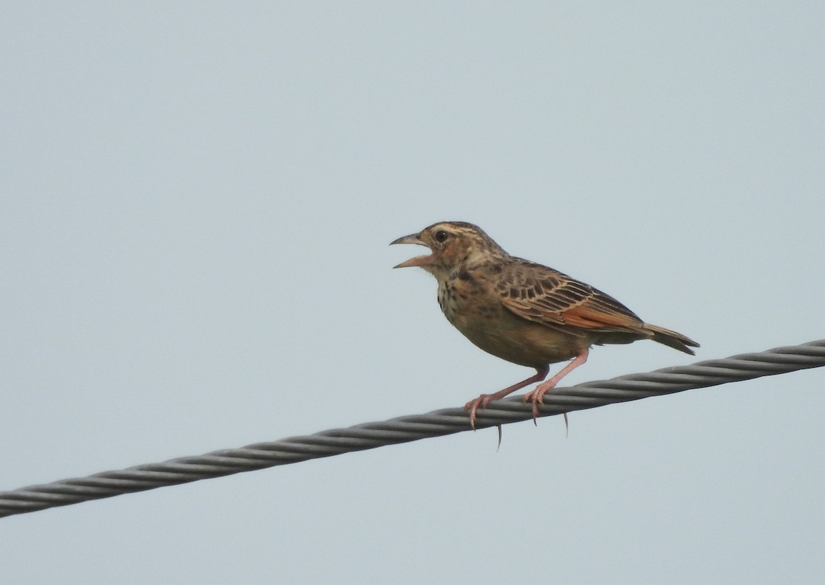 Bengal Bushlark - ML620364337