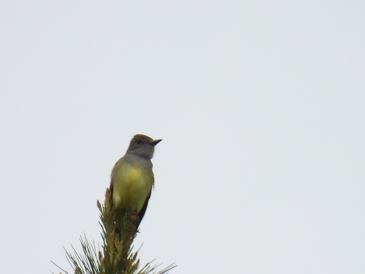 Great Crested Flycatcher - ML620364345