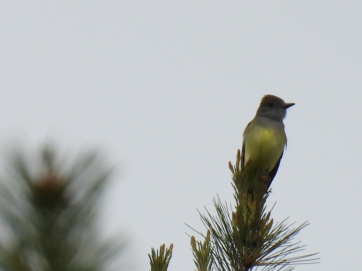 Great Crested Flycatcher - ML620364346