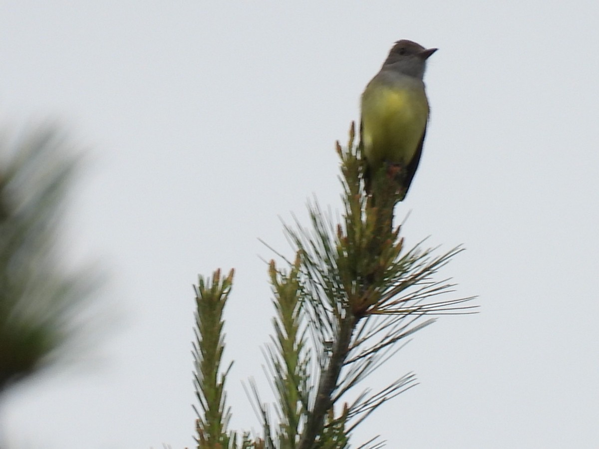 Great Crested Flycatcher - ML620364348