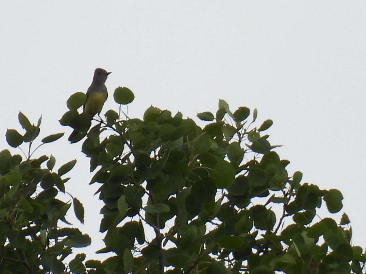 Great Crested Flycatcher - ML620364351