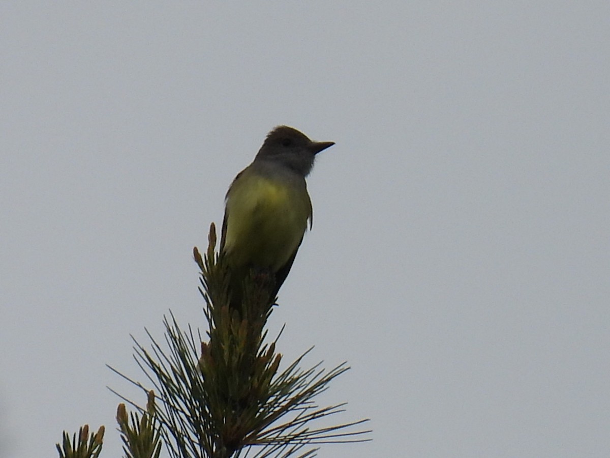 Great Crested Flycatcher - ML620364352