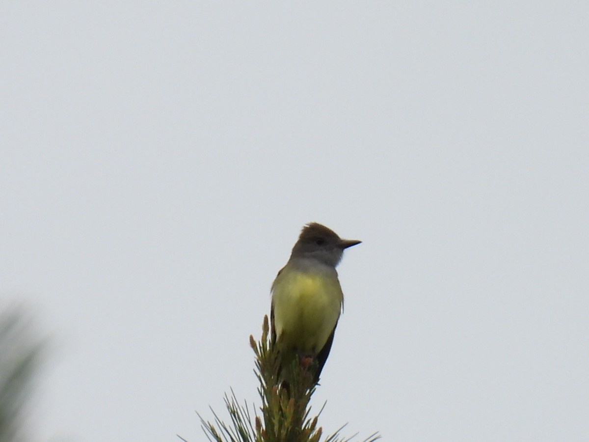 Great Crested Flycatcher - ML620364353