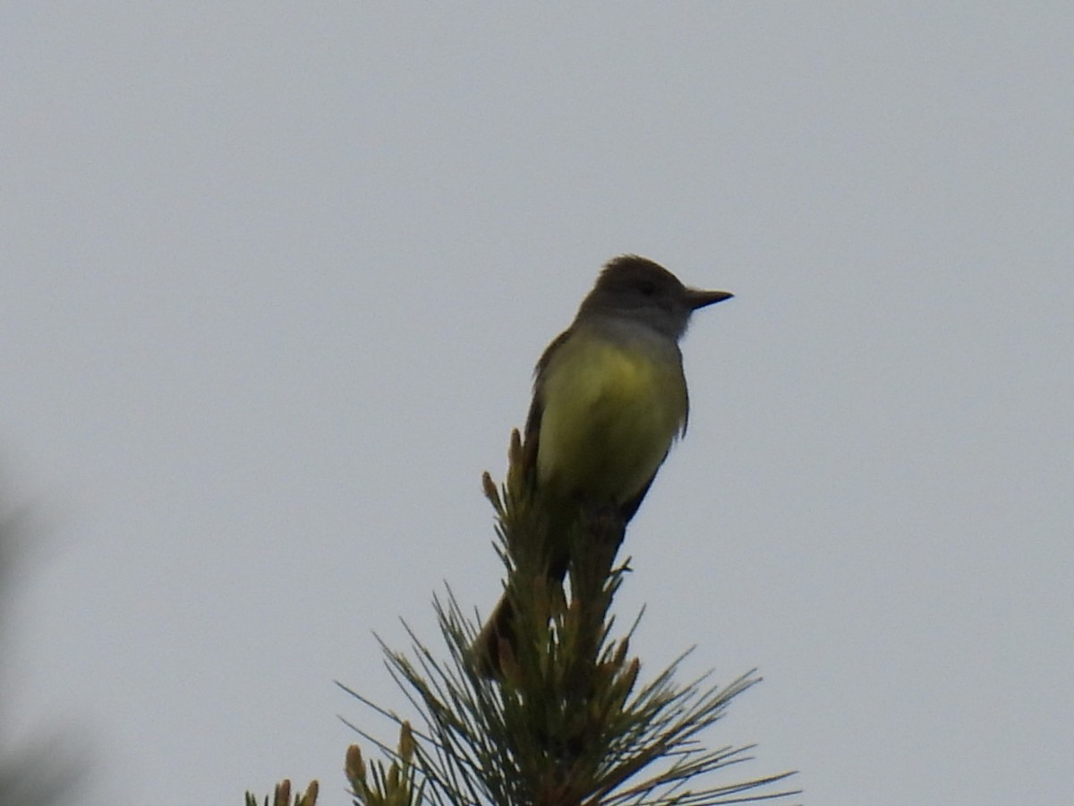Great Crested Flycatcher - ML620364354