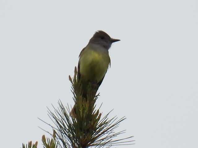 Great Crested Flycatcher - ML620364355
