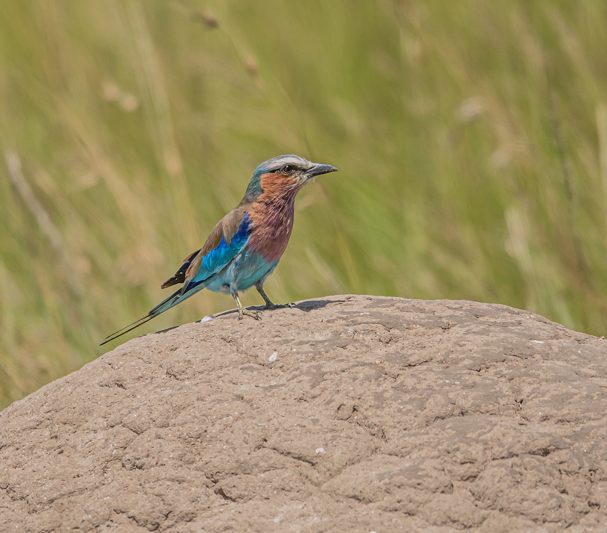 Lilac-breasted Roller - ML620364356