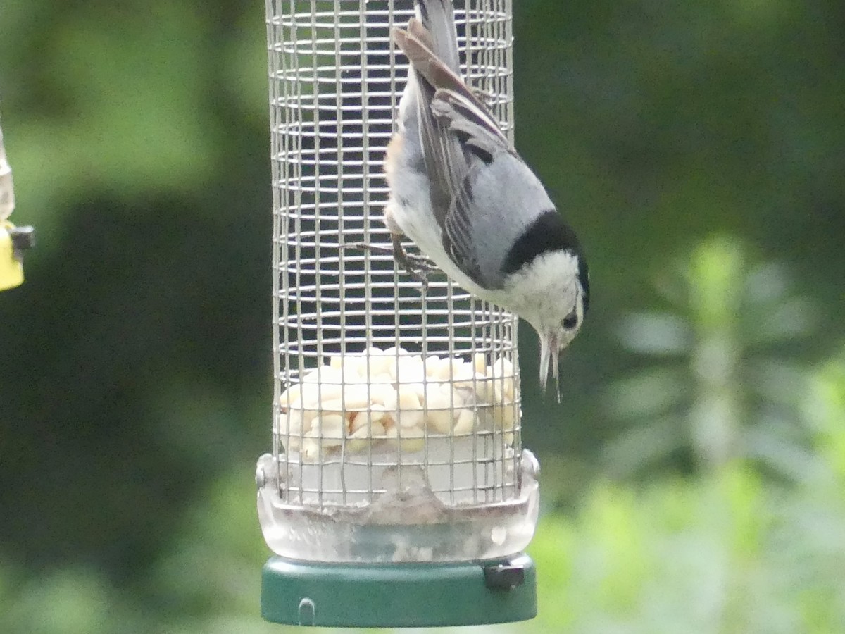 White-breasted Nuthatch - ML620364362
