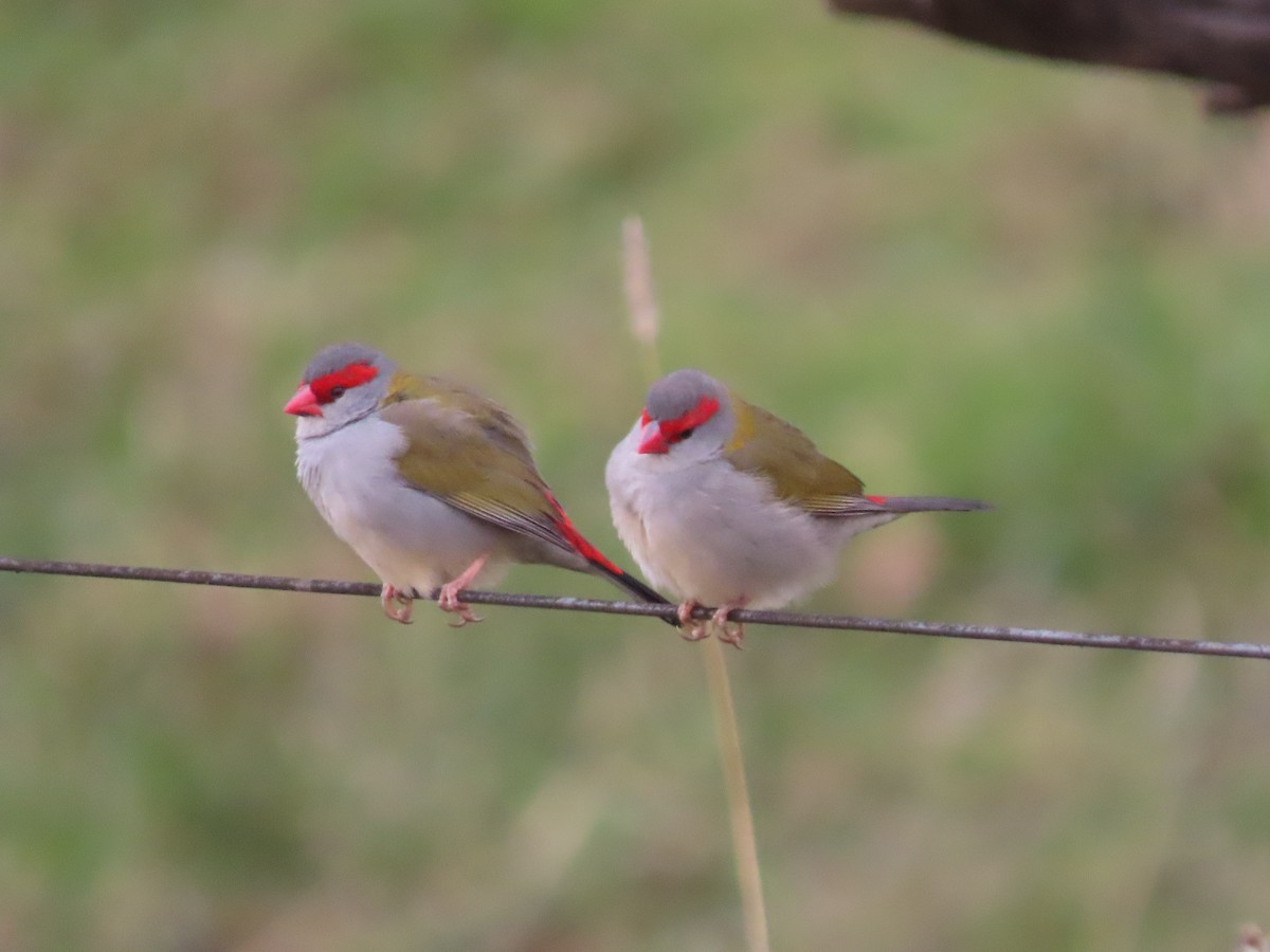 Red-browed Firetail - ML620364386