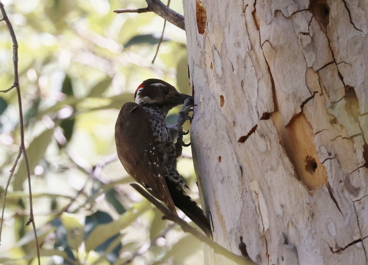 Arizona Woodpecker - ML620364393