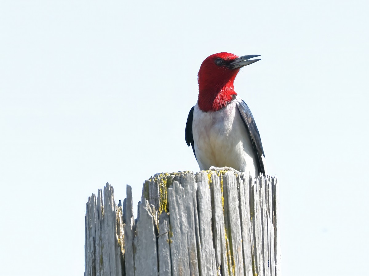 Red-headed Woodpecker - ML620364394