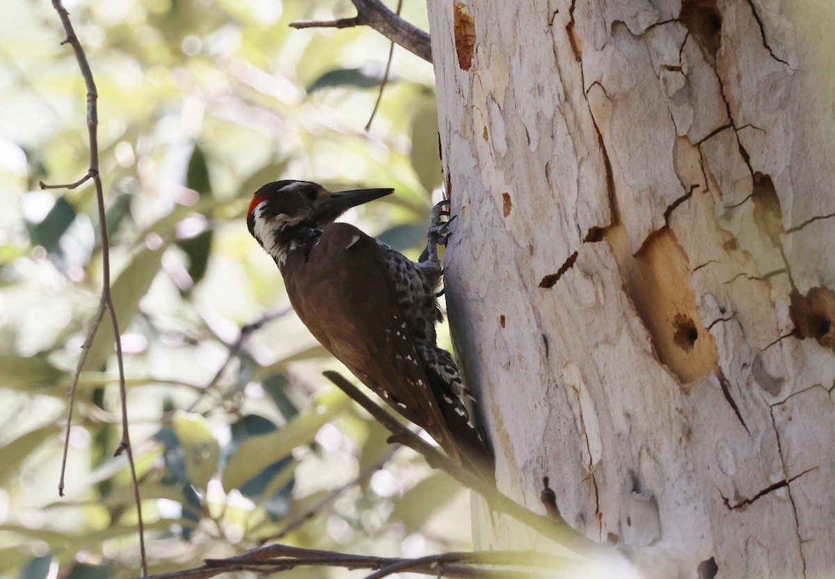 Arizona Woodpecker - ML620364395