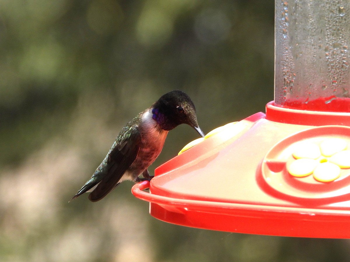 Black-chinned Hummingbird - ML620364401