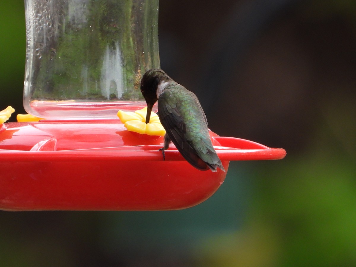 Black-chinned Hummingbird - ML620364402