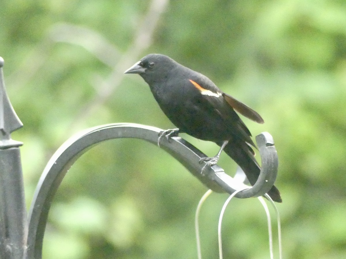 Red-winged Blackbird - ML620364406