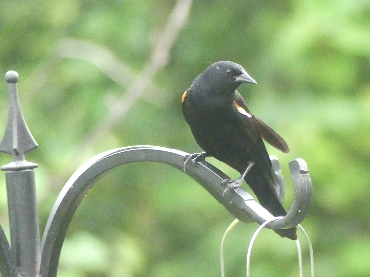Red-winged Blackbird - ML620364407
