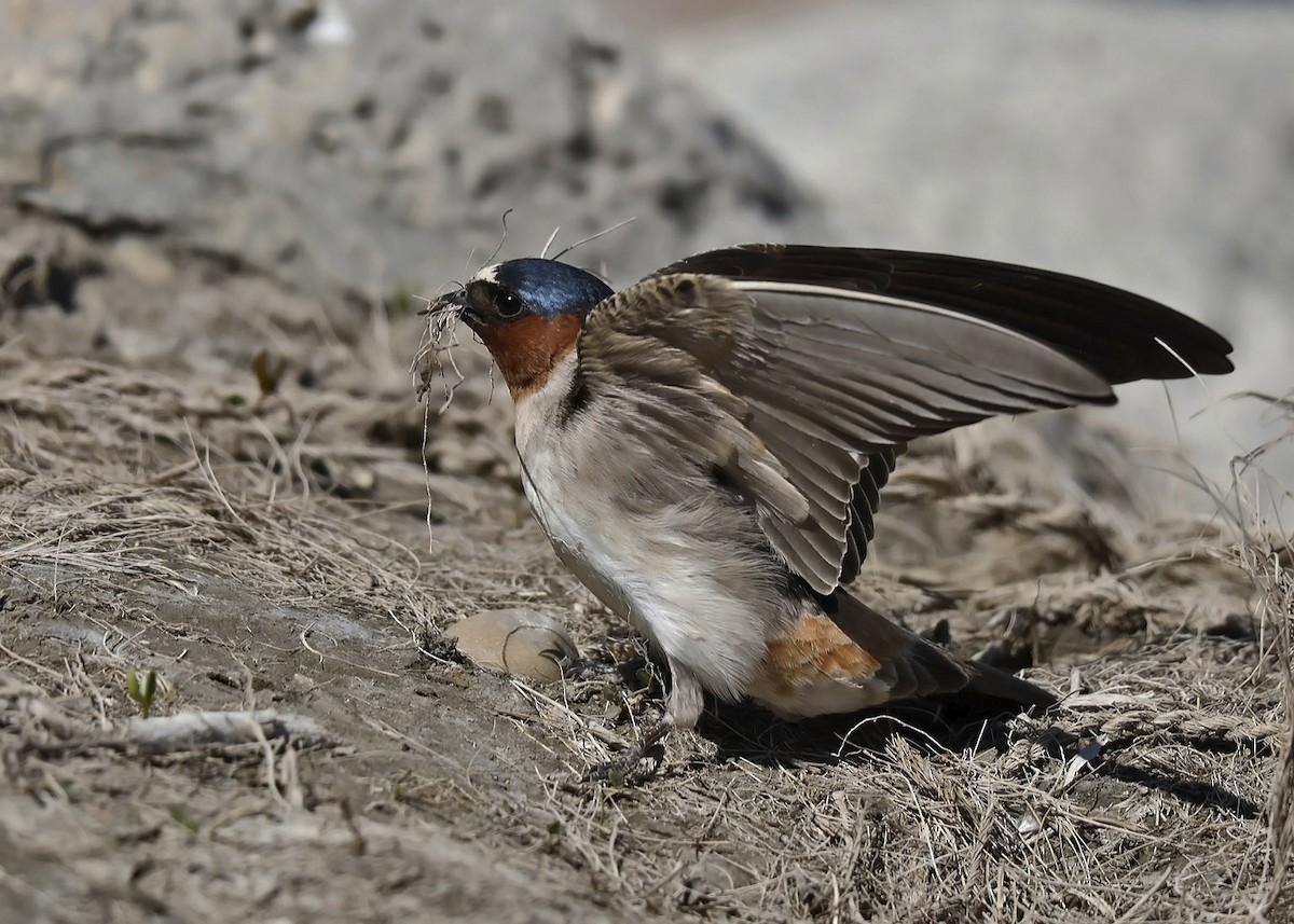 Cliff Swallow - ML620364417