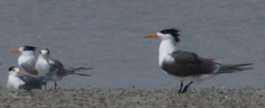 Great Crested Tern - ML620364421