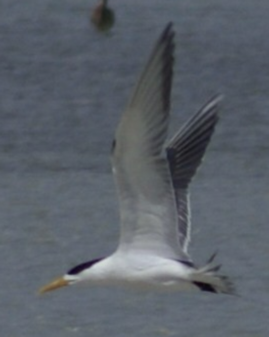 Great Crested Tern - ML620364422