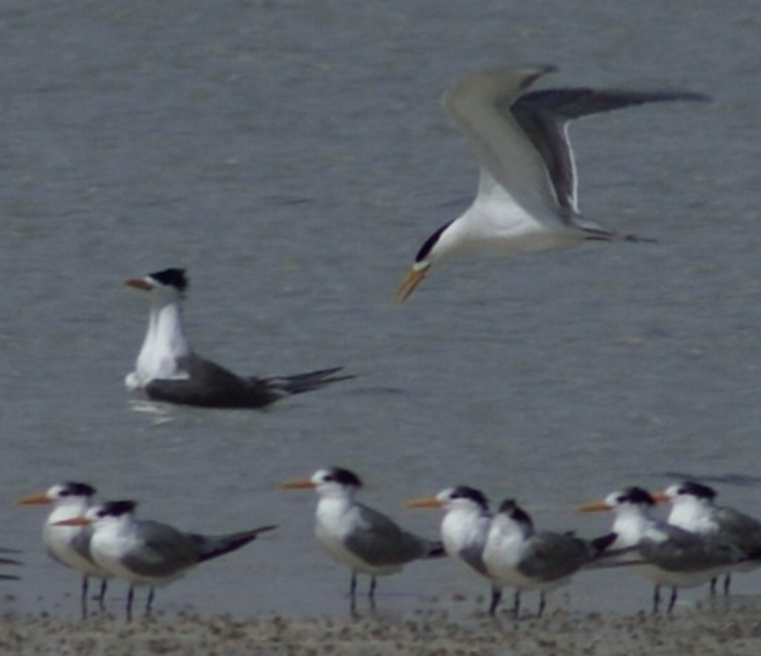 Great Crested Tern - ML620364423