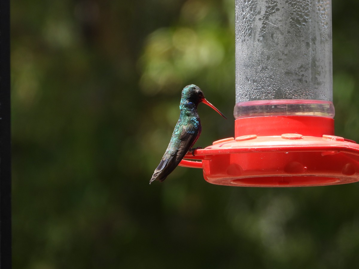 Broad-billed Hummingbird - ML620364430