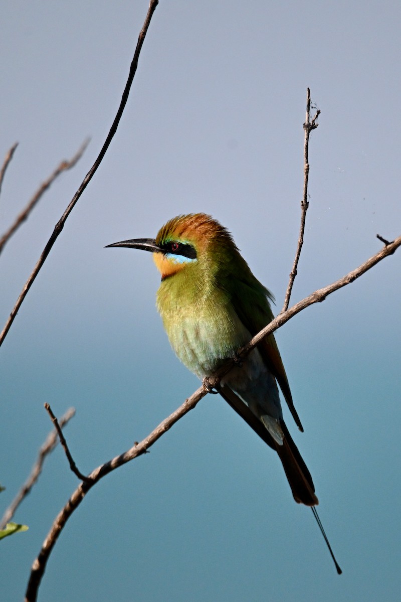 Rainbow Bee-eater - ML620364453