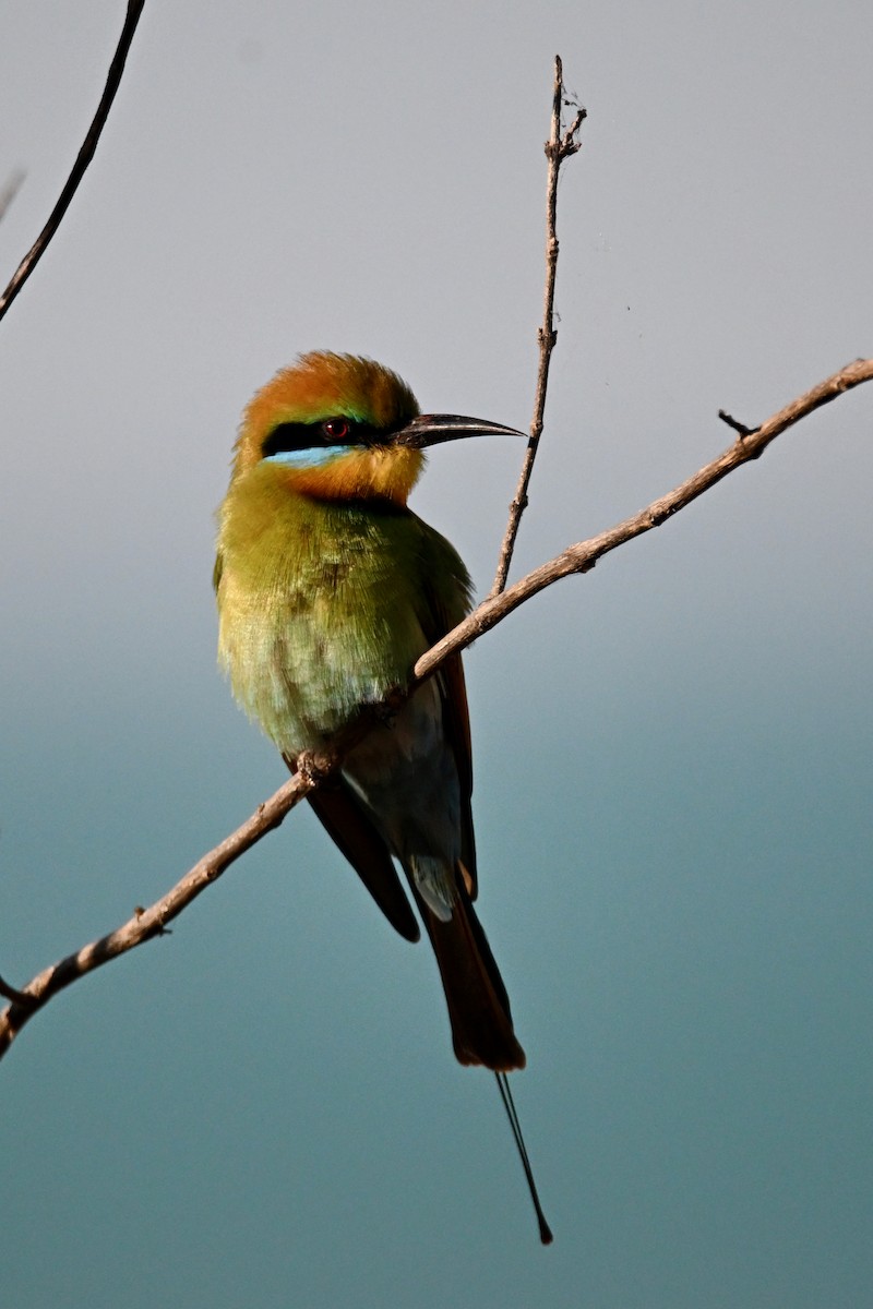 Rainbow Bee-eater - ML620364456