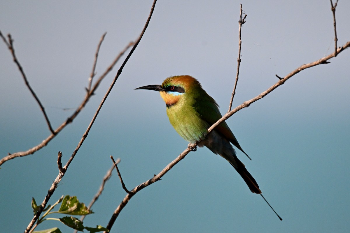 Rainbow Bee-eater - ML620364461