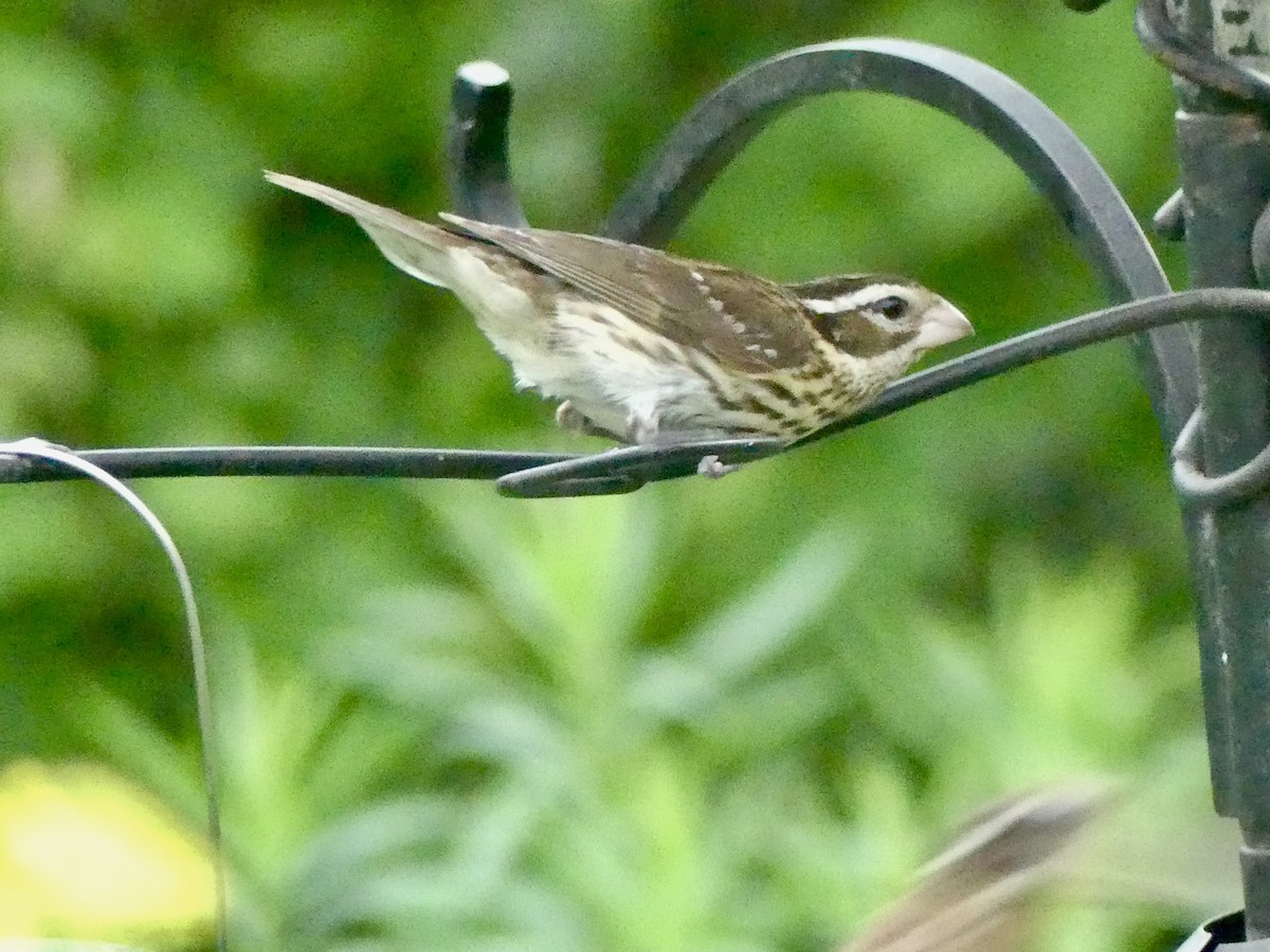 Rose-breasted Grosbeak - Dennis Wolter