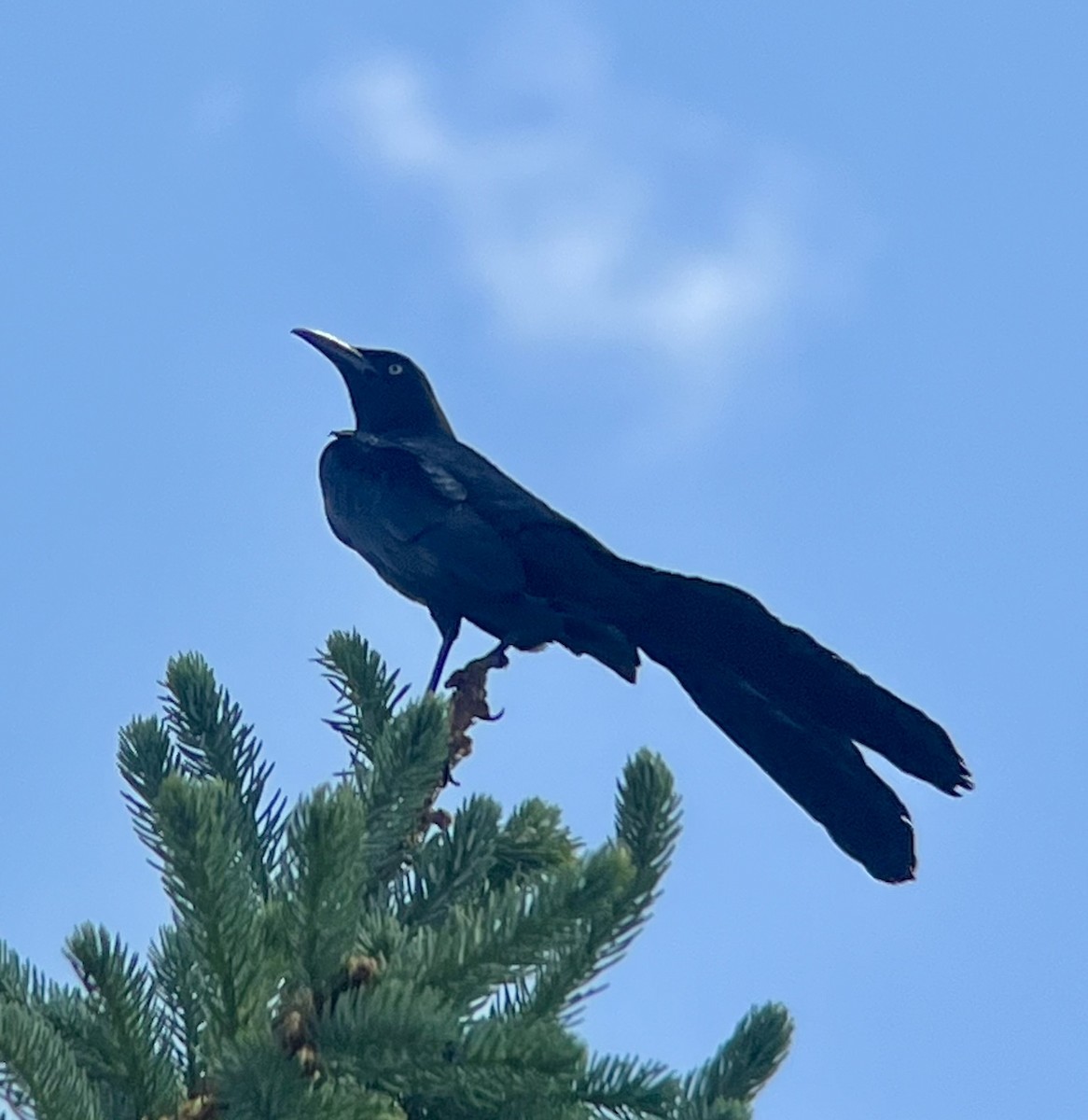 Great-tailed Grackle - ML620364477