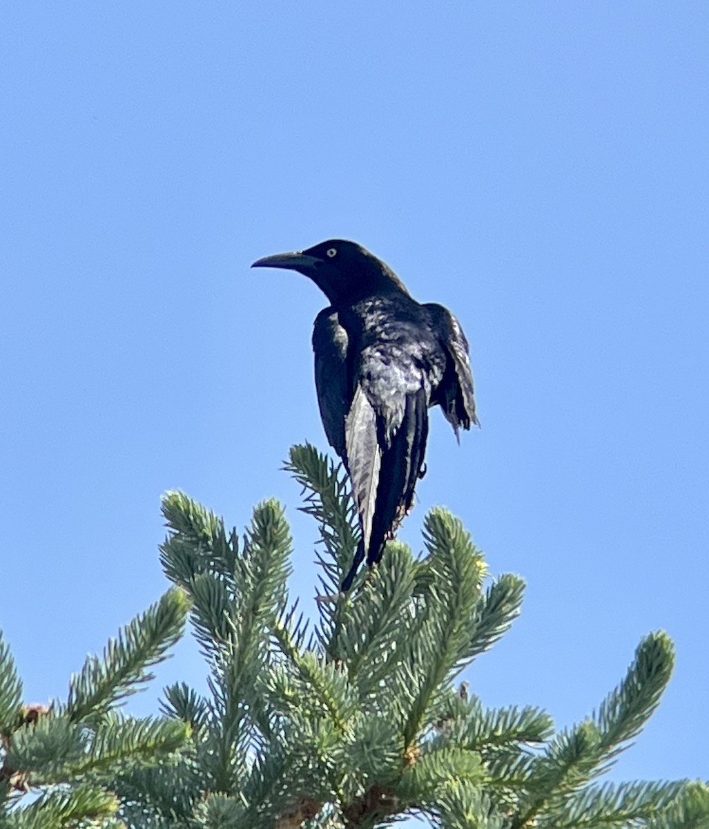 Great-tailed Grackle - ML620364478