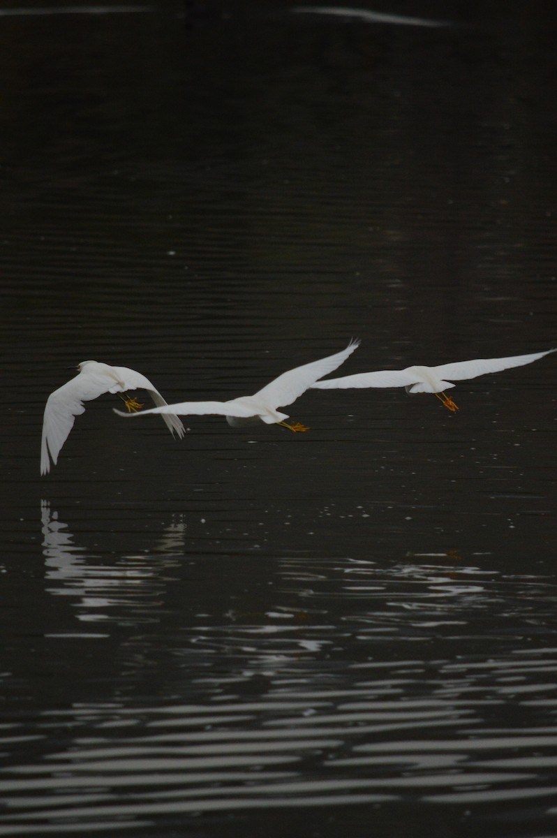 Snowy Egret - ML620364490