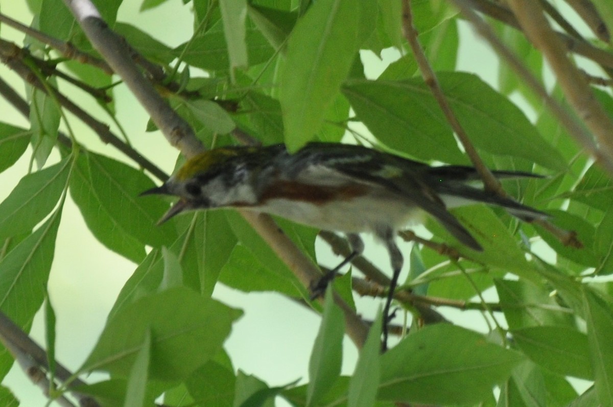 Chestnut-sided Warbler - ML620364498