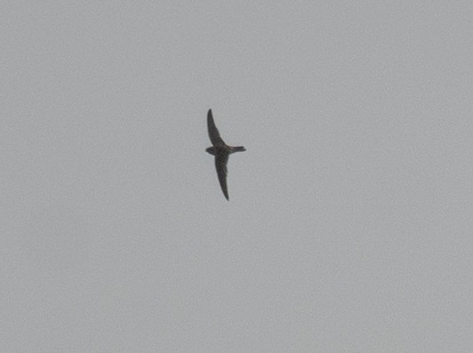 Himalayan Swiftlet - ML620364510