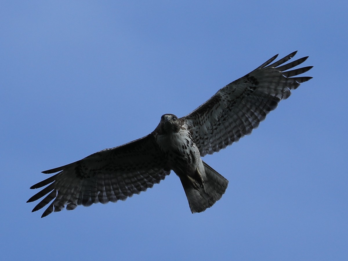 Red-tailed Hawk - ML620364527