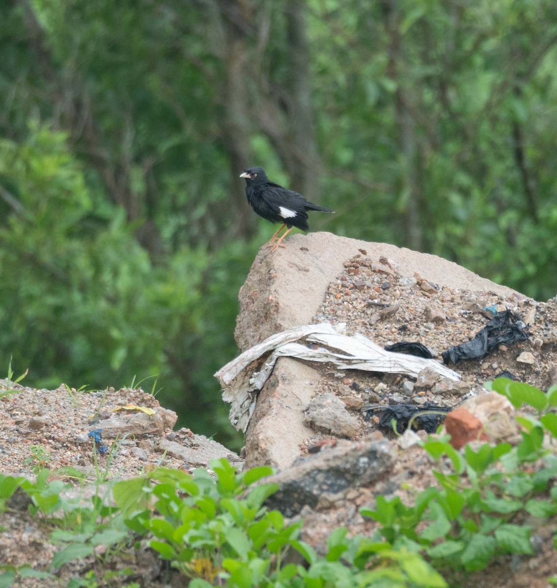 Crested Myna - ML620364530