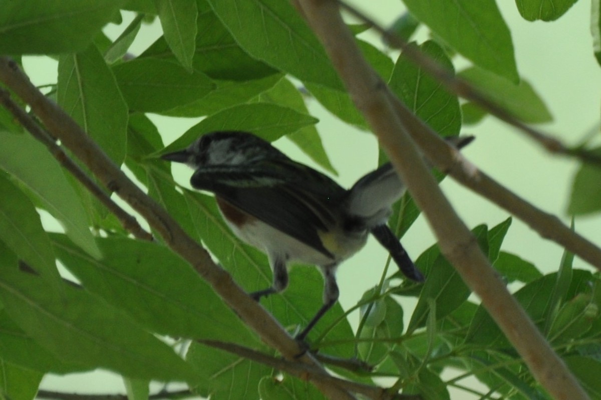 Chestnut-sided Warbler - ML620364547