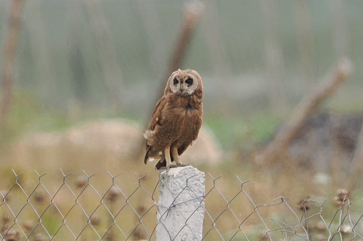 Marsh Owl - ML620364549