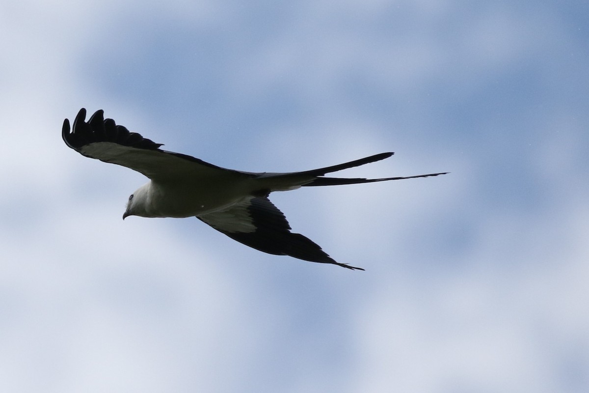 Swallow-tailed Kite - ML620364563