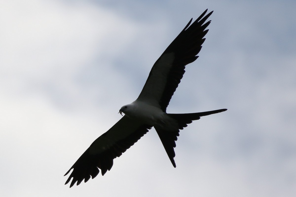 Swallow-tailed Kite - ML620364564